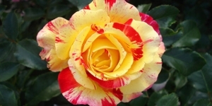 Floribunda
<br />'Camille Pissarro'