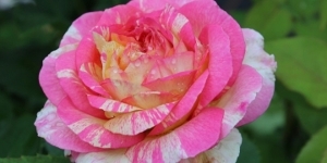 Floribunda
<br />'Marc Chagall'