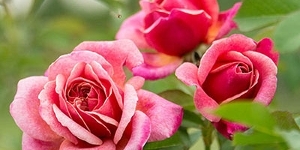 Floribunda
<br />'Queen of Elegance'