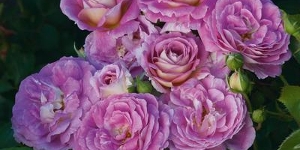 Floribunda Rose
<br />'Arctic Blue'