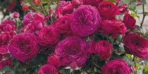 Floribunda Rose
<br />'Celestial Night'