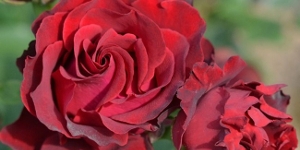 Floribunda Rose
<br />'Dancing the Dark'