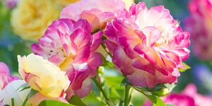 Floribunda Rose
<br />'Life of the Party'