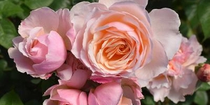Floribunda Rose
<br />'Moonlight in Paris'