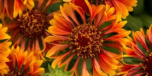 Gaillardia
<br />'Spintop Copper Sun'