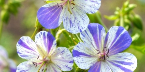Geranium
<br />'Delft Blue'