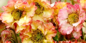 Geum
<br />'Pretticoats Peach'