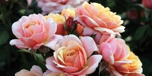 Grandiflora
<br />'State of Grace'