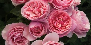 Grandiflora Rose
<br />'All Dressed Up'