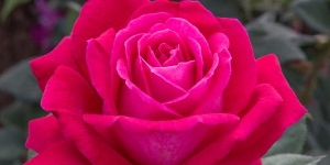Grandiflora Rose
<br />'Sweet Spirit'