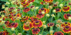 Helenium
<br />'Mariachi Bandera'