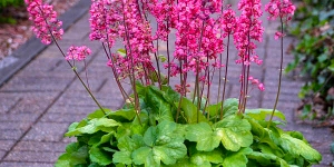 Heuchera
<br />'Timeless Glow'