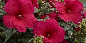 Hibiscus
<br />'Summer Carnival'