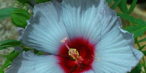 Hibiscus
<br />'Summer Spice Bleu Brulee'