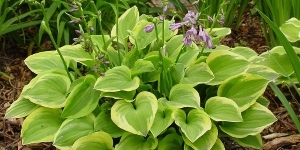 Hosta
<br />'Golden Tiara'