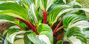 Hosta
<br />'Red Cloud'