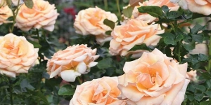 Hybrid Tea
<br />'Beautiful Day'