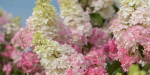 Hydrangea
<br />pan First Editions 'Berry White'