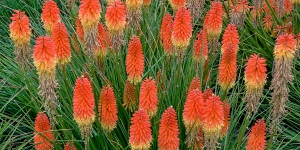 Kniphofia
<br />'Pyromania Backdraft'