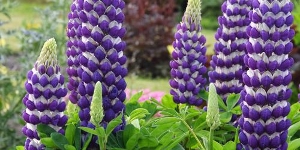 Lupin
<br />'West Country Blacksmith'