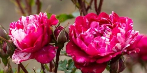 Miniature Rose
<br />'Sunblaze Candy'