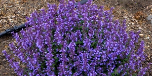 Nepeta
<br />'Cats Pajamas'