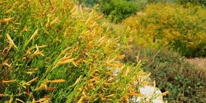 Penstemon
<br />SteppeSuns 'Sunset Glow'