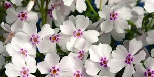 Phlox
<br />'Amazing Grace'
