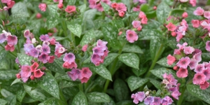 Pulmonaria
<br />'Pretty in Pink'
