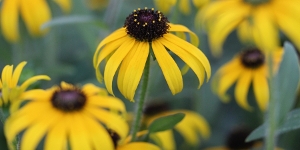 Rudbeckia
<br />'American Gold Rush'