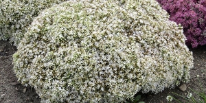 Sedum
<br />'Bundle of Joy'