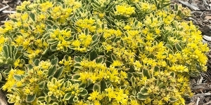 Sedum
<br />'Rock 'N Grow 'Boogie Woogie'
