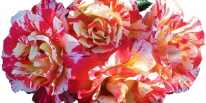 Shrub Rose
<br />'Alfred Sisley