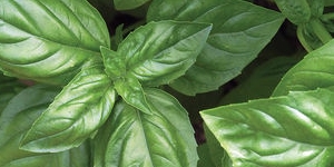 Basil 
