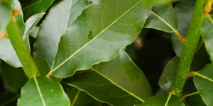 Bay Laurel