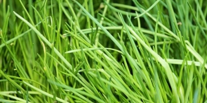 Chives
