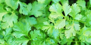 Cilantro