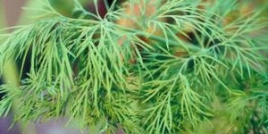 Dill
