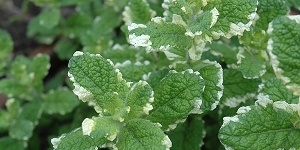 Mint
