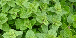 Oregano