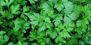 Parsley
