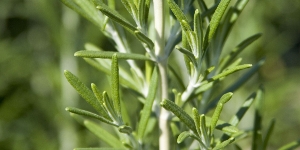 Rosemary and so much more...