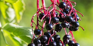Elderberry 'Adams'