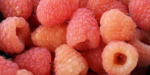 Raspberry (everbearing) 'Heritage'