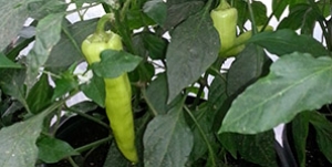 Banana Pepper