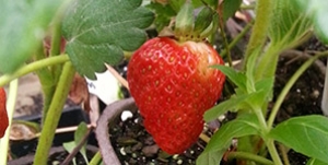 Strawberries