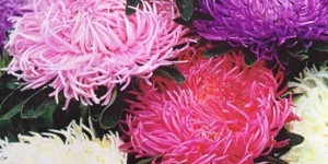 Aster
<br />'Seastar Mix'