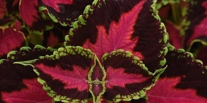 Coleus
<br />'Heartbreaker'