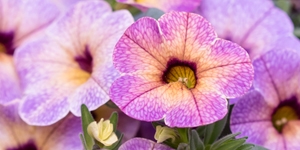 Calibrachoa 
<br />Chameleon 'Blueberry Scone'