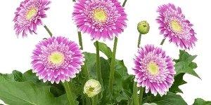 Daisy
<br />'Sweet Fiesta'